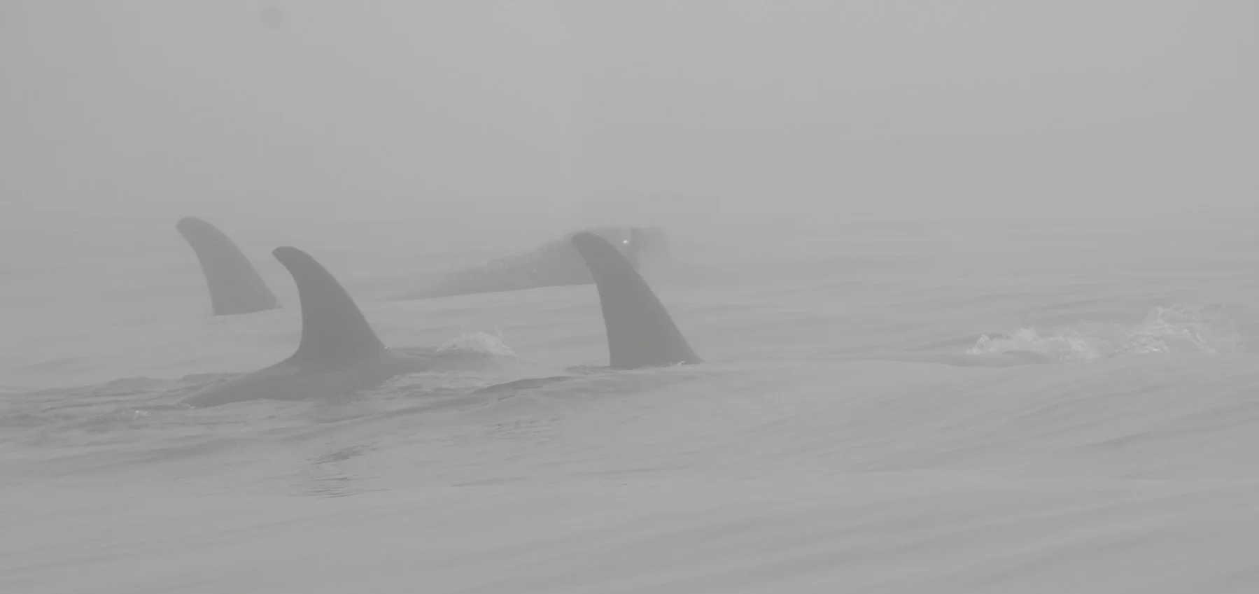 Humpback and Orca Surprises — Seasmoke