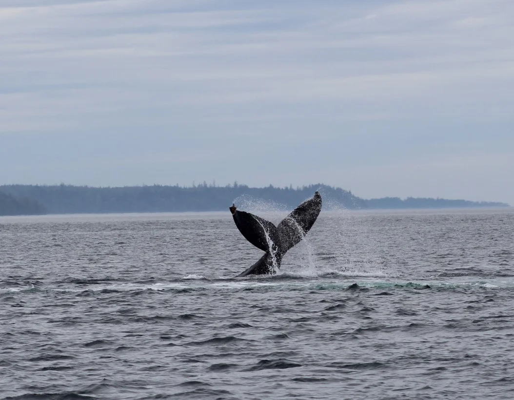 Residents and Transients All in One Day