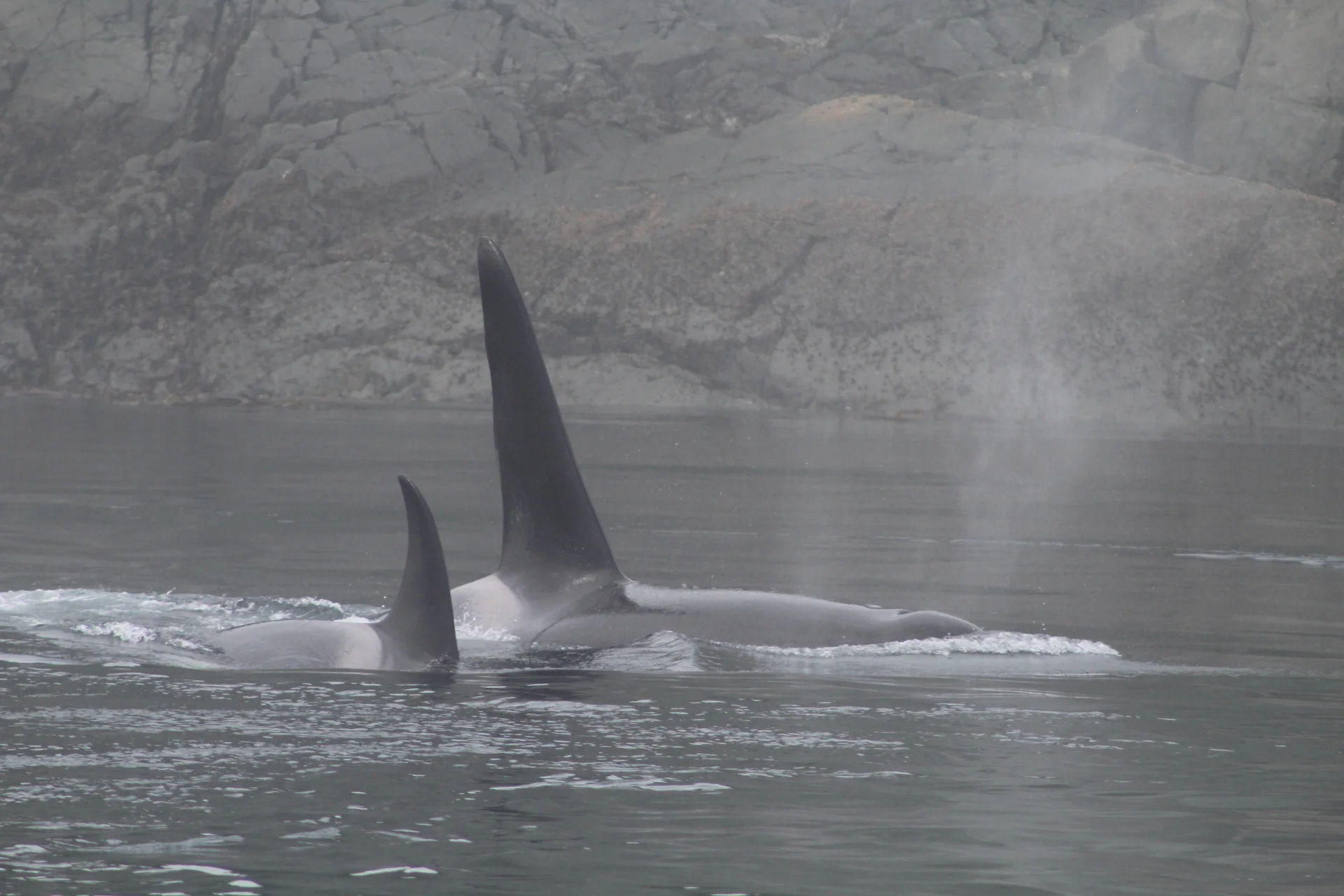 Sunday Fun day in the Fog