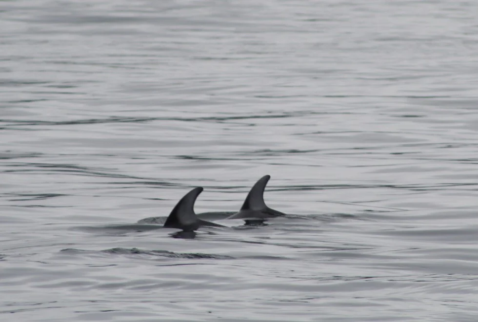 Marine Mammal Buffet