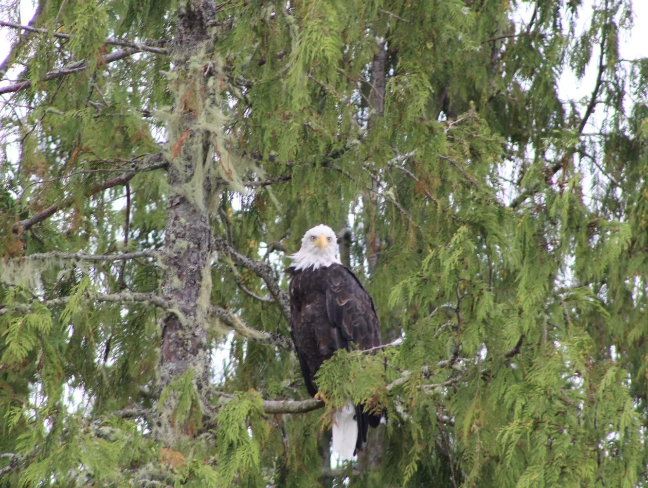 Ebb and Flo like Rock and Roll