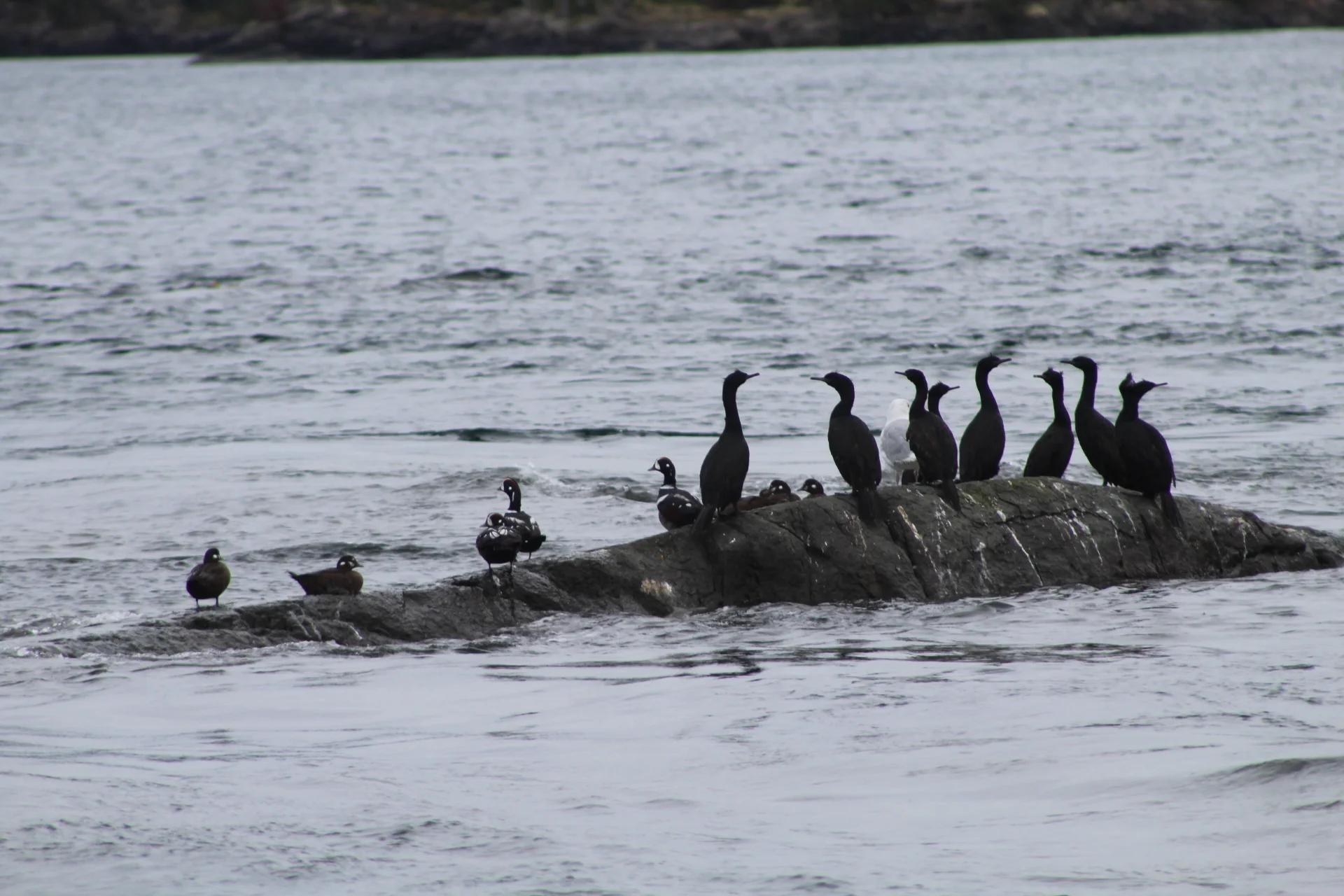 The Humpbacks Were Happy Today!