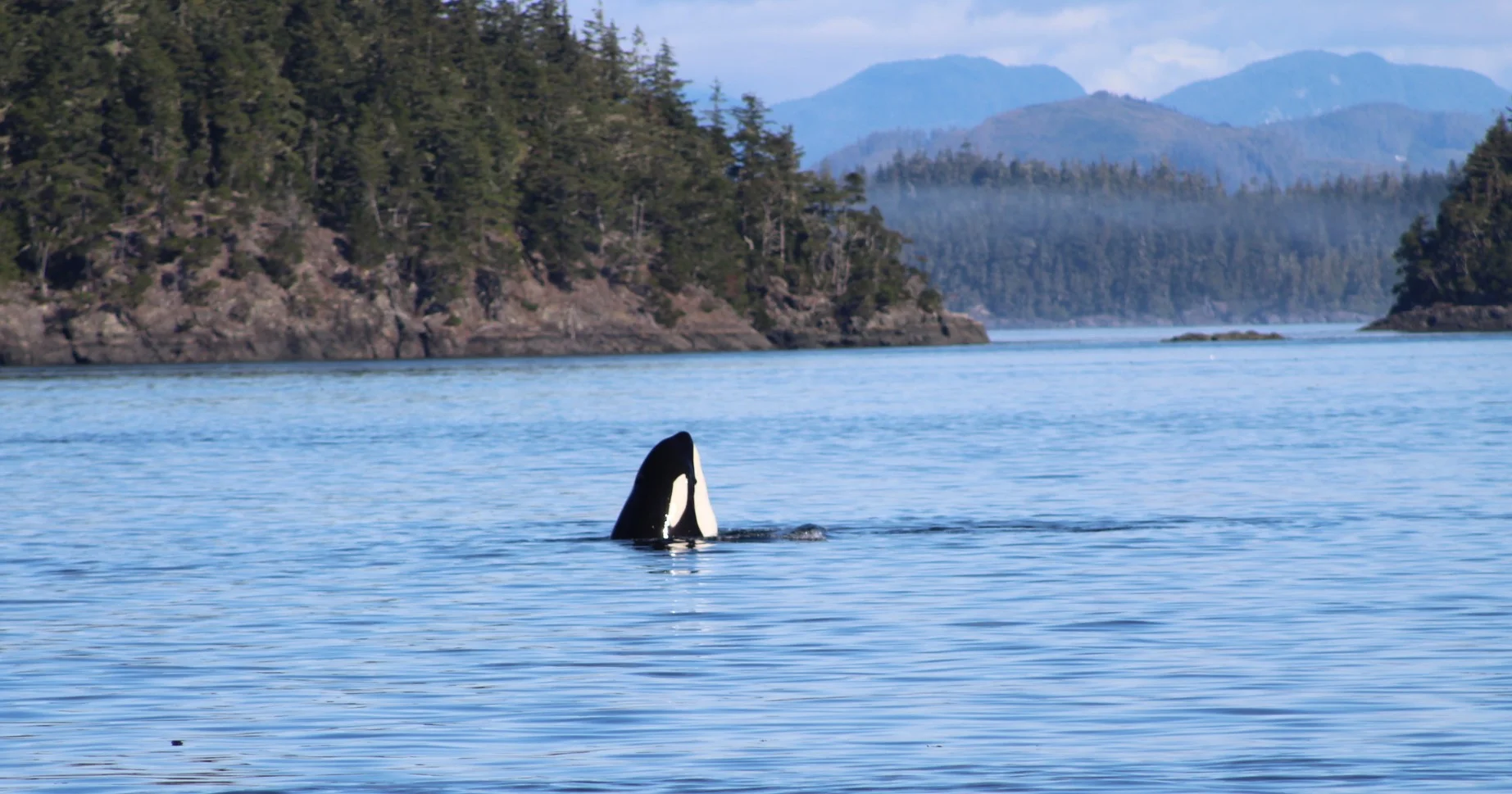 Marine Mammal Ballet