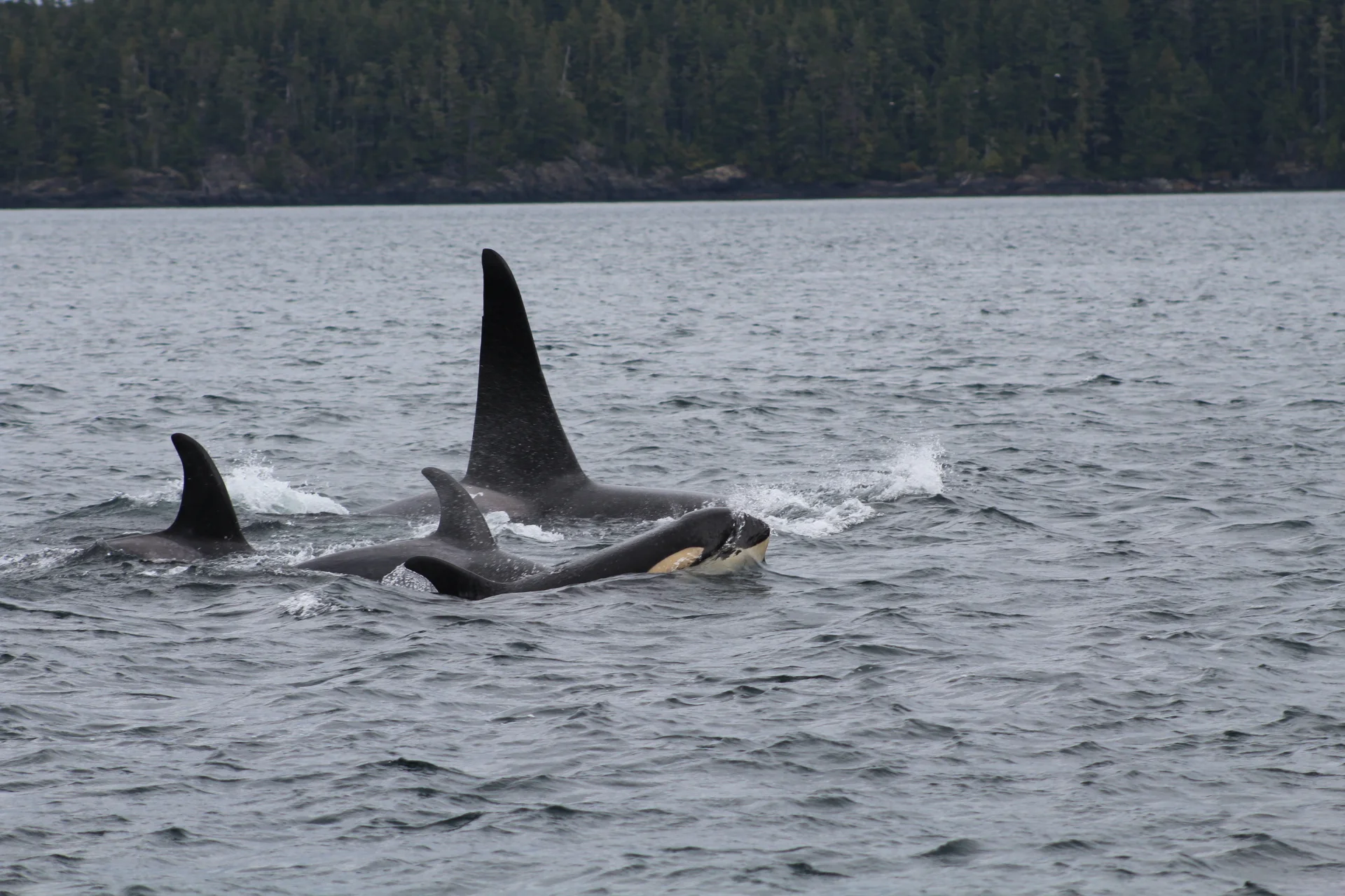 Wind, Waves and Wonderful Wildlife