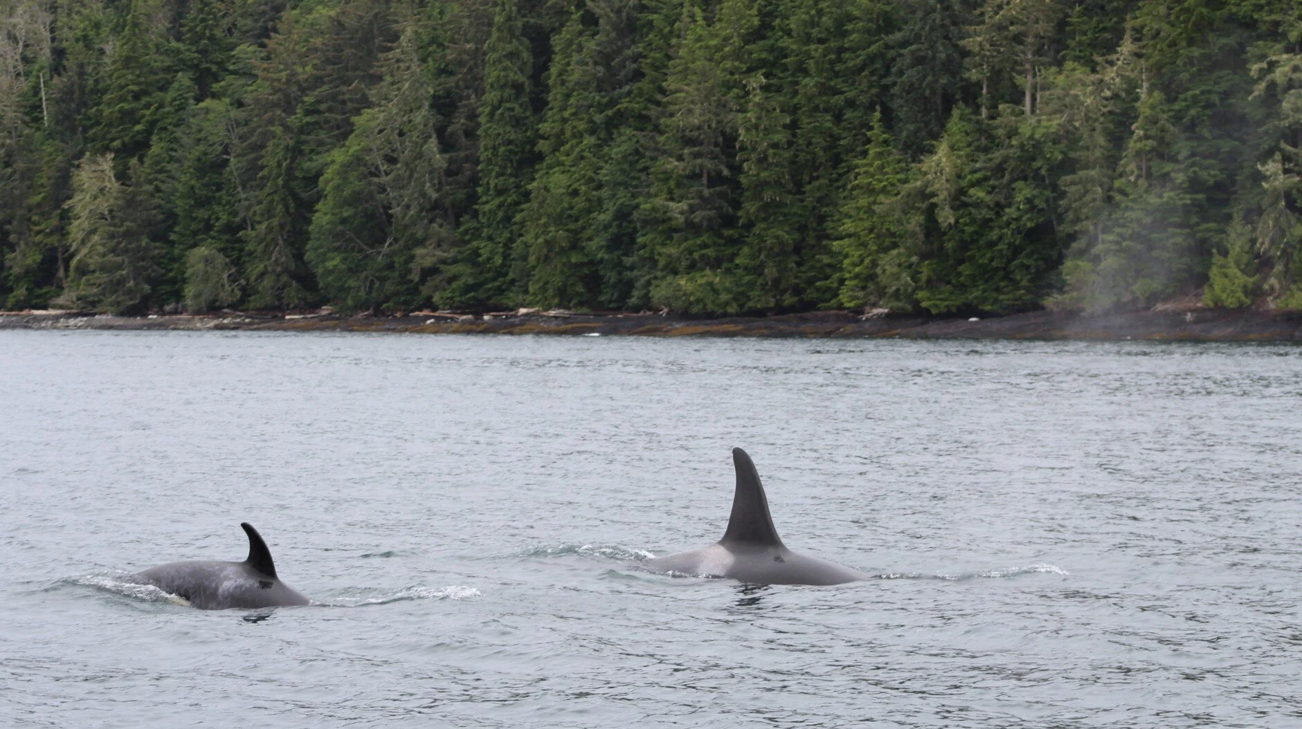 Sharing our backyard