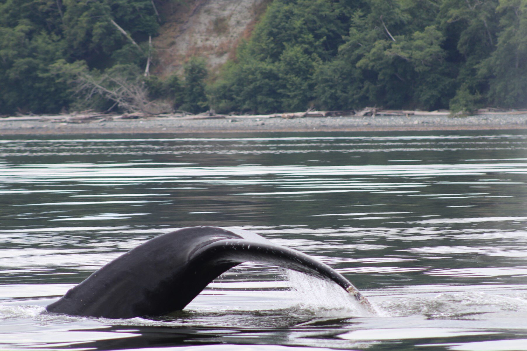 Calm, Sunshine, Warmth and Whales