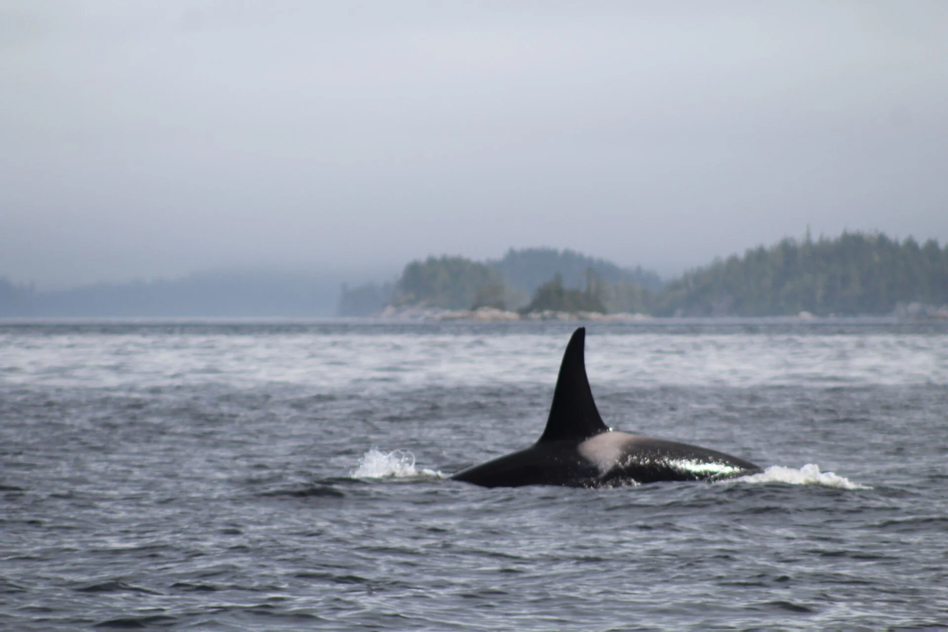 Nature's Magic at its Finest Hour