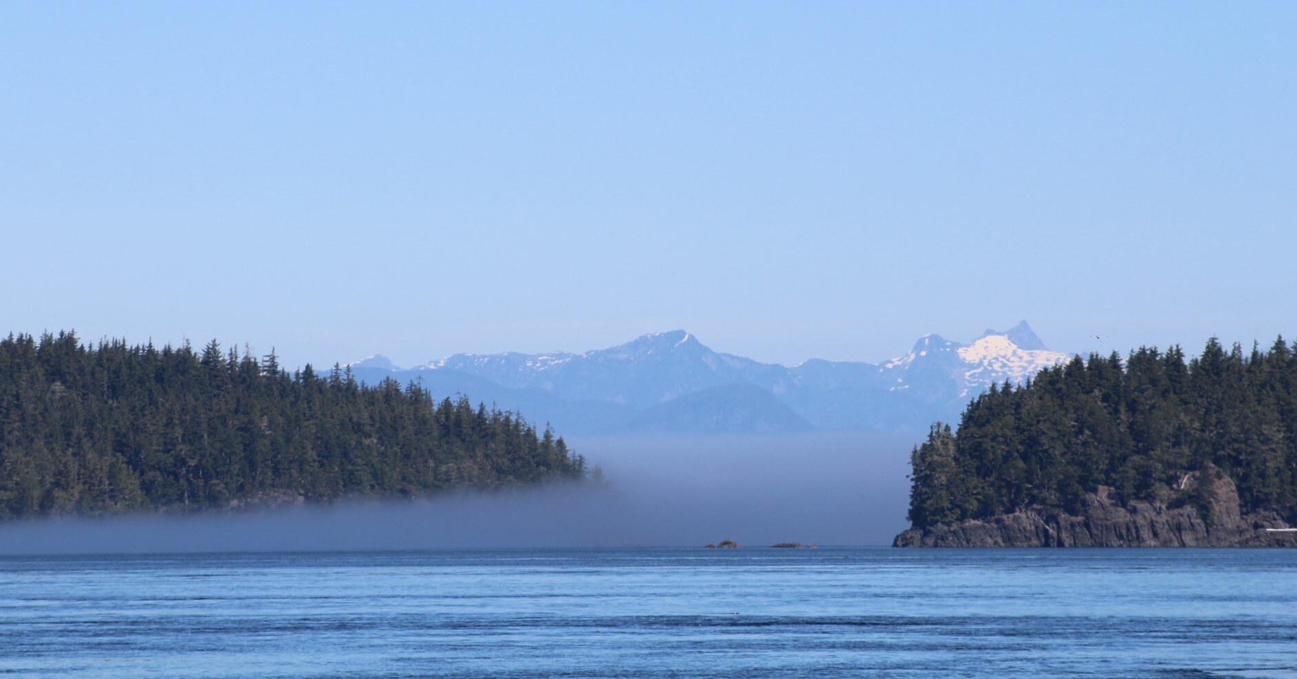 A magnificent summer's day with Orcas and a Humpback whale