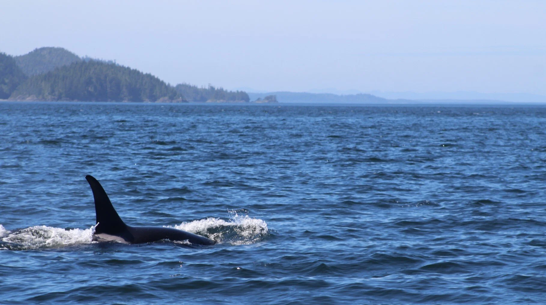 An Abundance of Wildlife