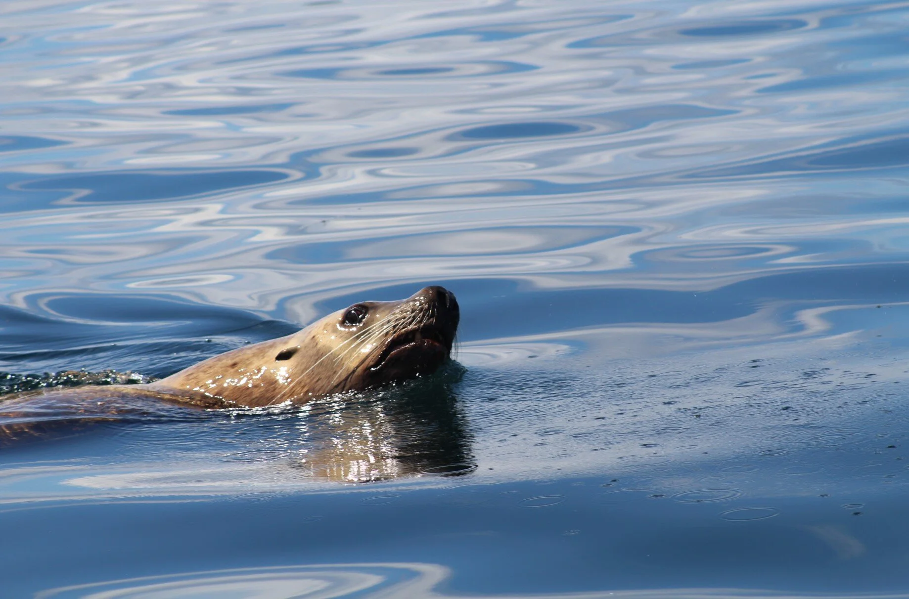 Everything wild and blue