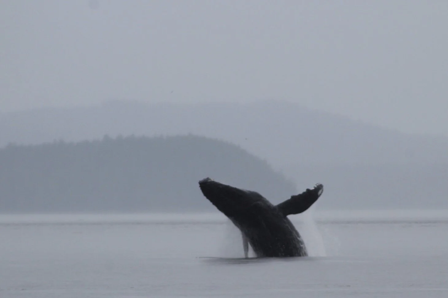 The Rain Fell and the Whales Breached