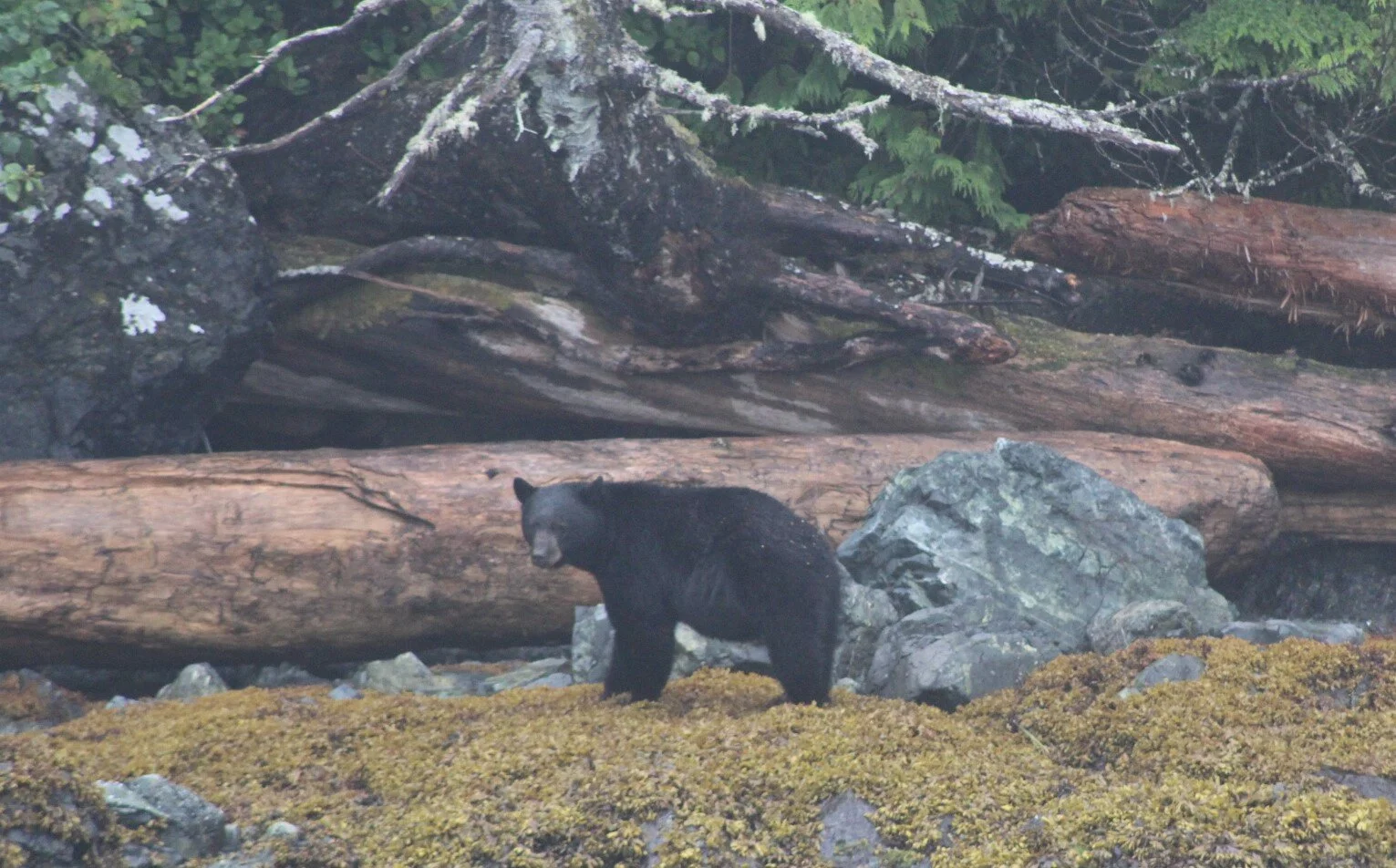 Mystic Magic in Fog and Sun
