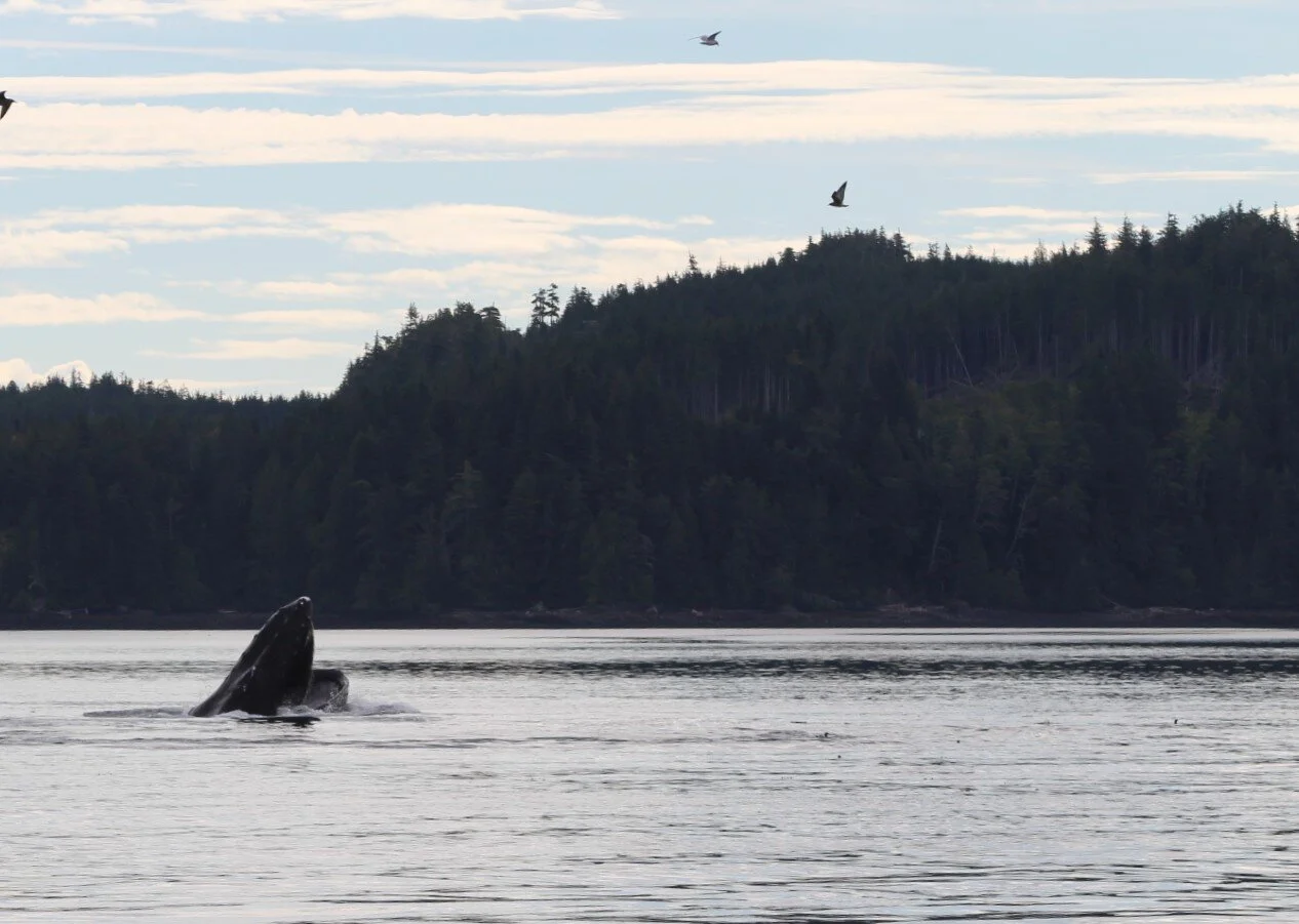 Feeding Frenzy Wednesday