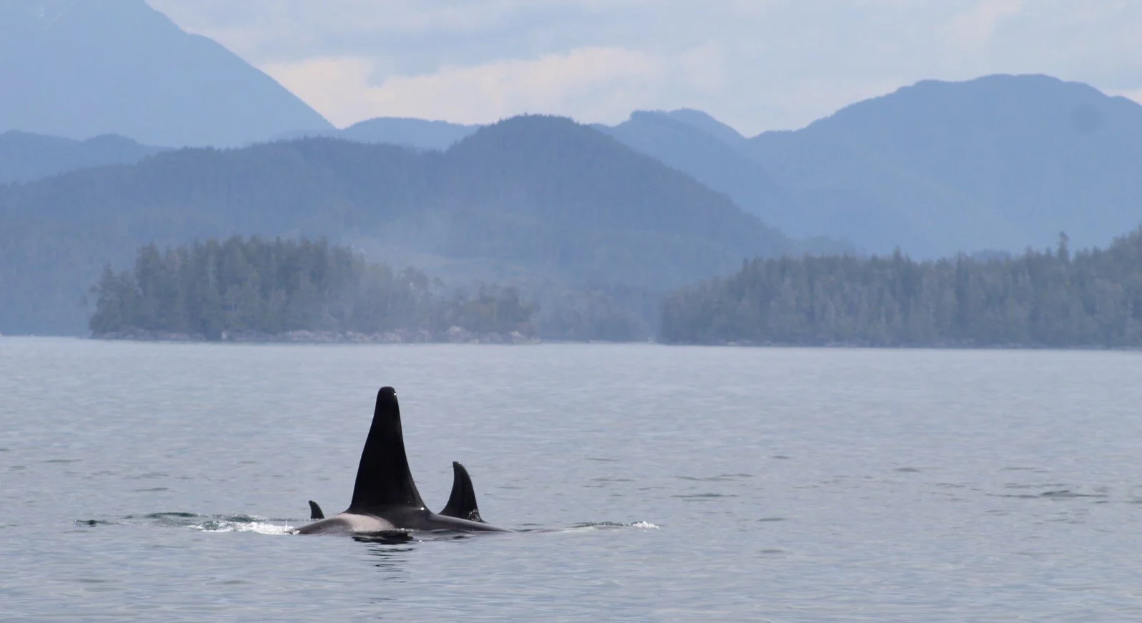 An Afternoon in the Company of Humpback and Orca