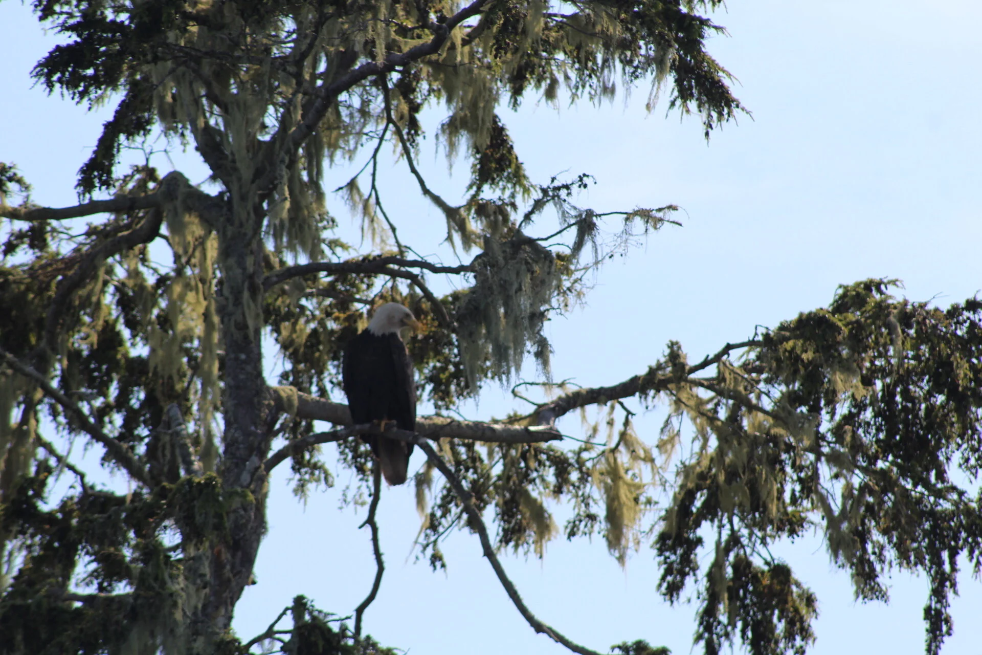 Sunshine, Whales and Dolphins