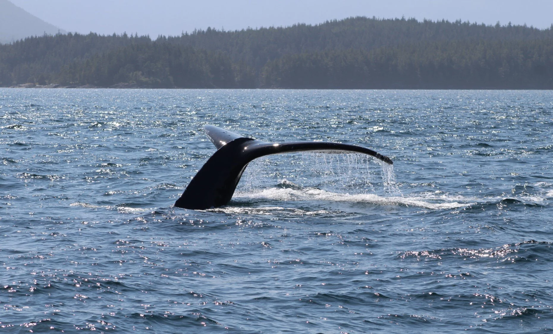 The Ocean Wakes Us Up
