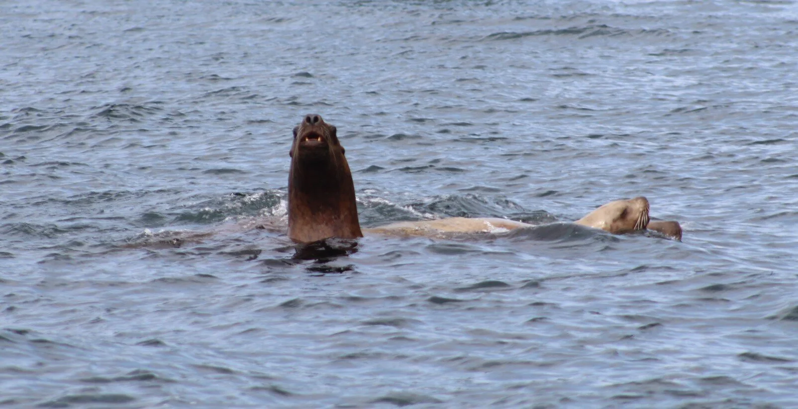 Blustery And Beautiful Was Our Day 