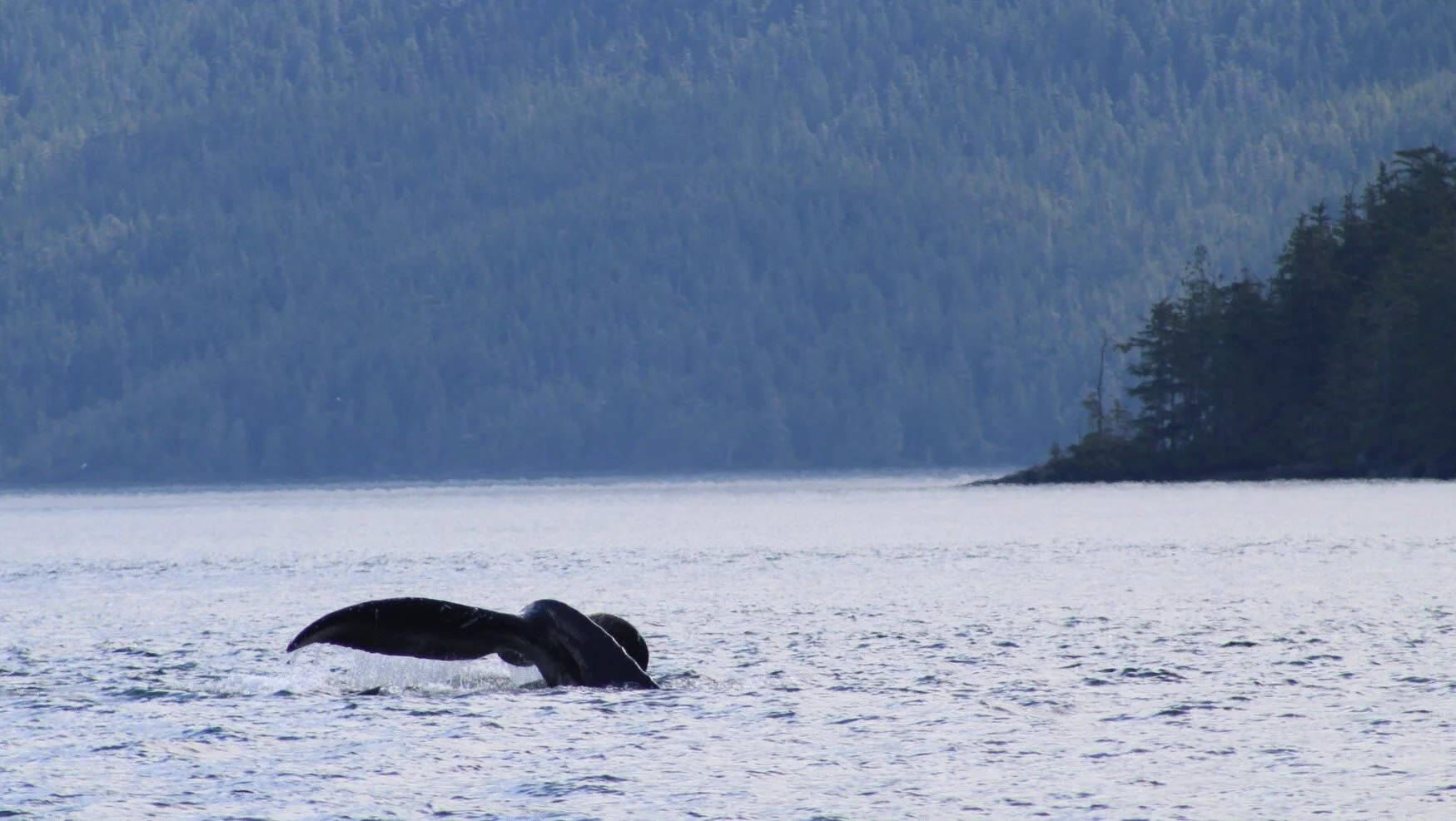Orca and Humpbacks in the Shimmering Sun