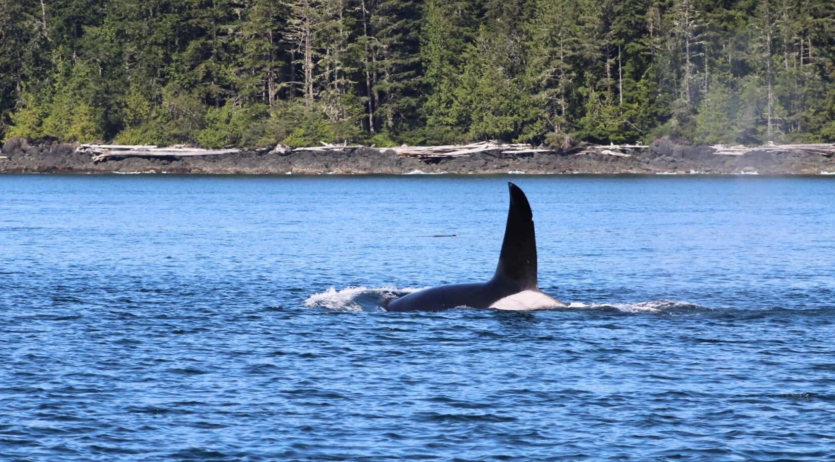 Perfect Timing For Orcas, Humpback Whales, Dolphins and Porpoises