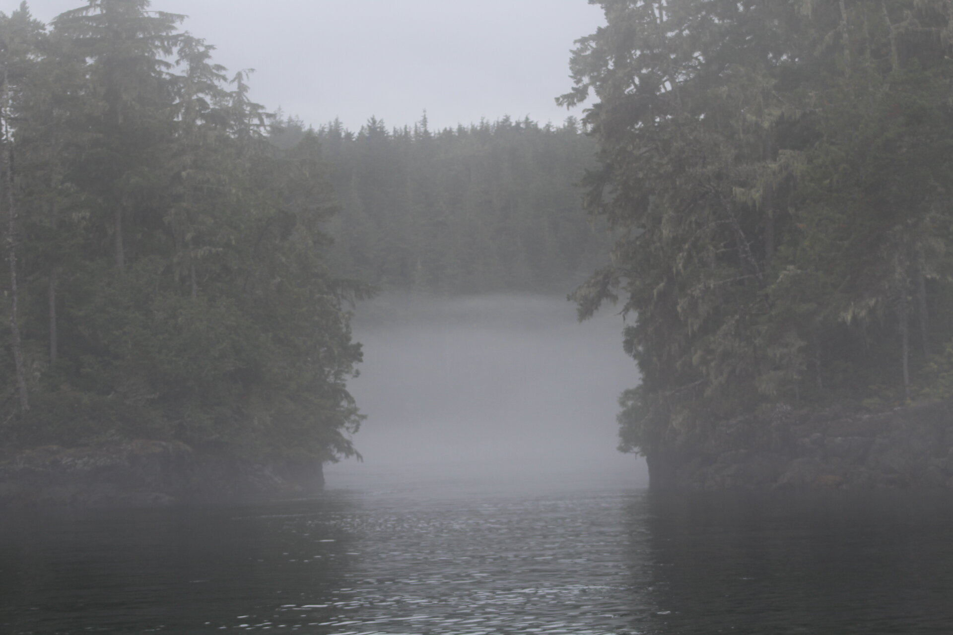 Into the Mist with Humpbacks