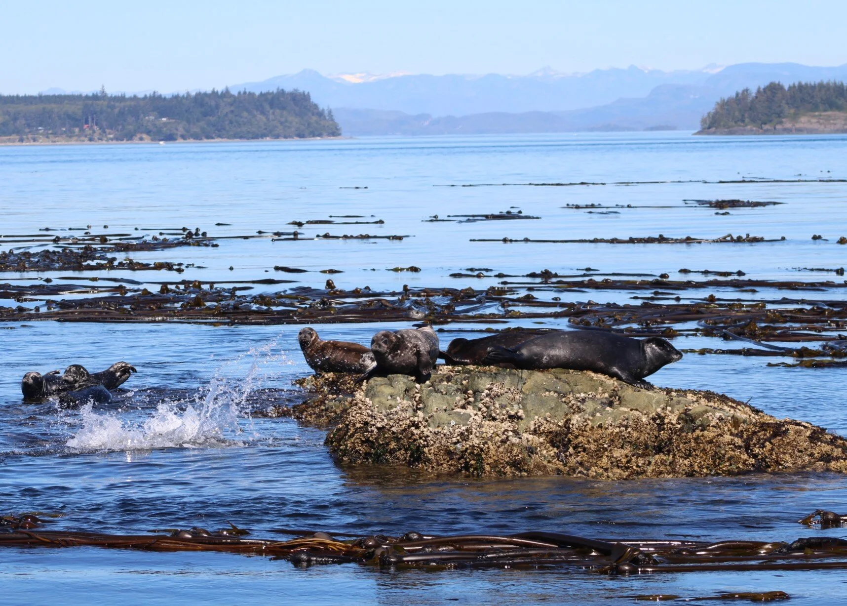 Being Present In Paradise