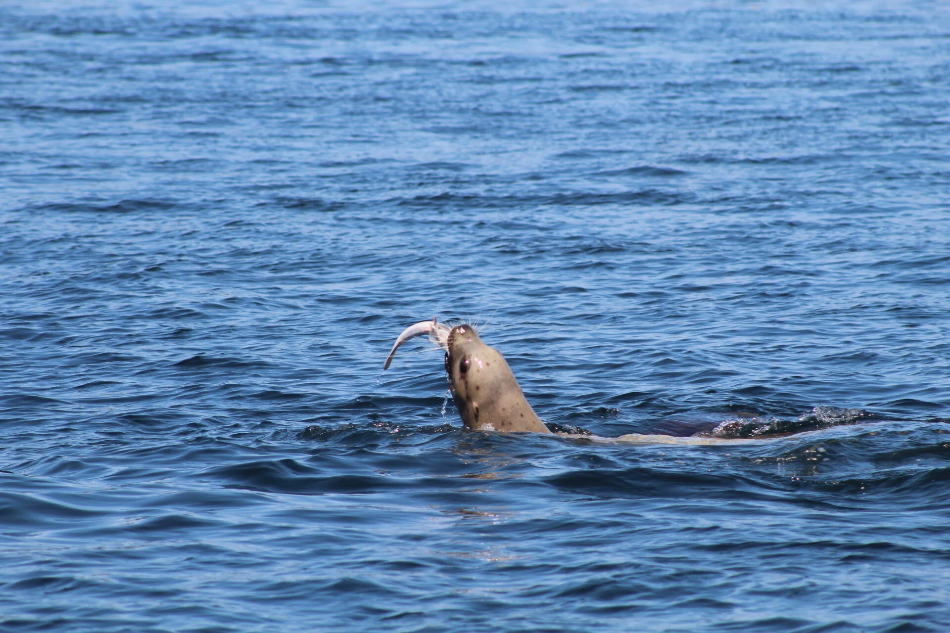 Stellar Entertainment!