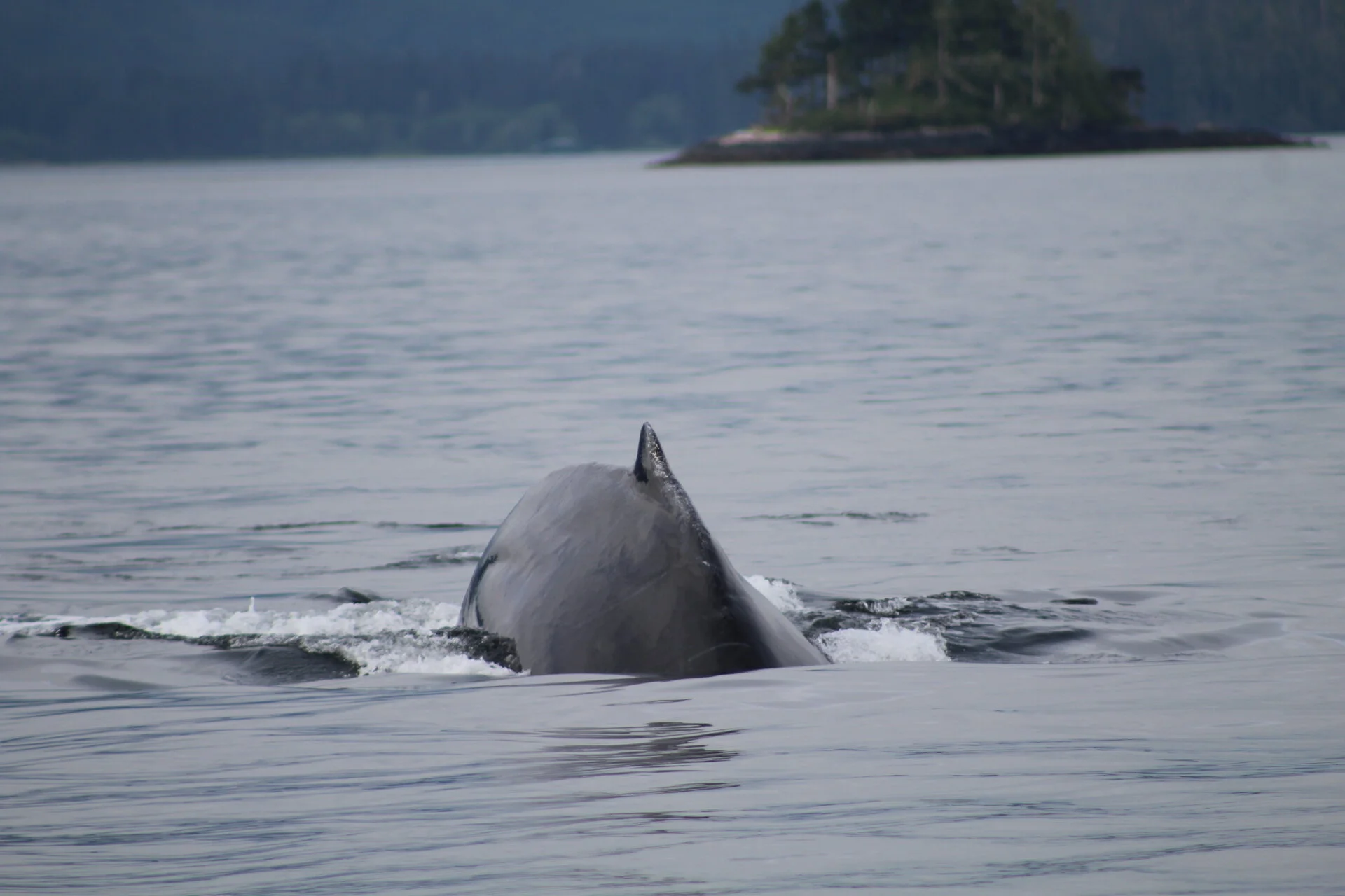 We’ve Declared Thursday a ‘Hump’ Day!