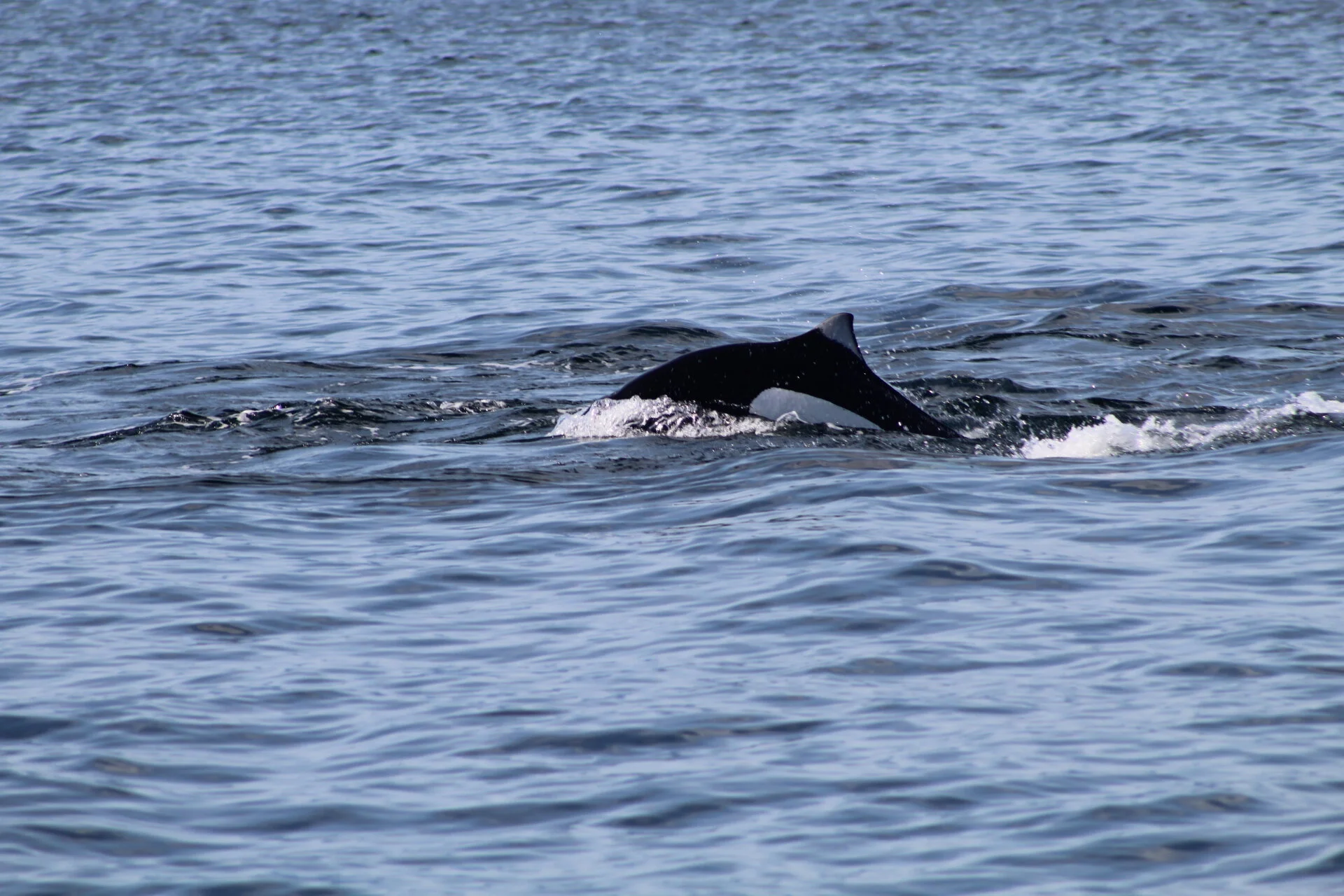 Lots of Playful Porpoises!