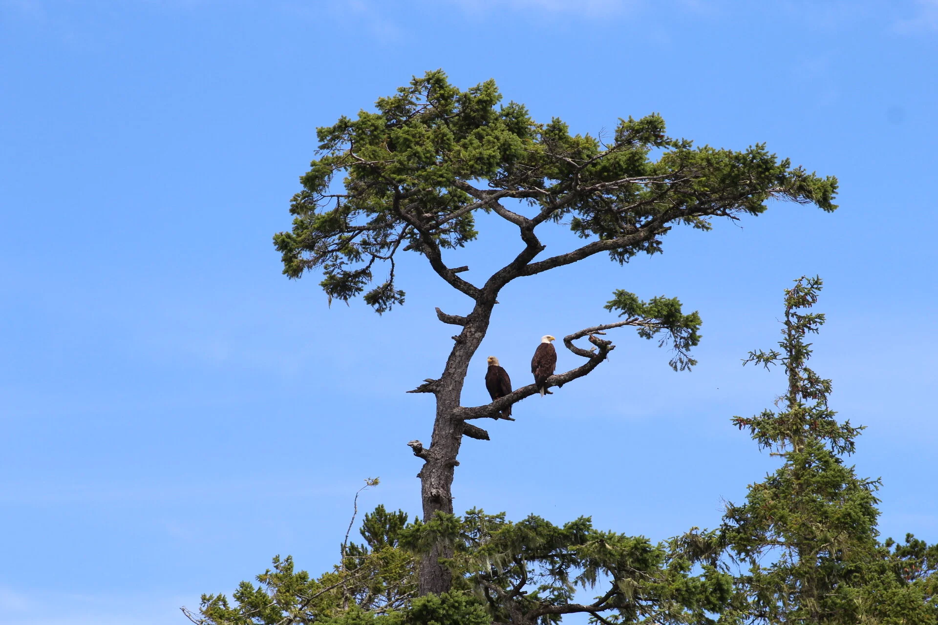 An Afternoon With the Whales