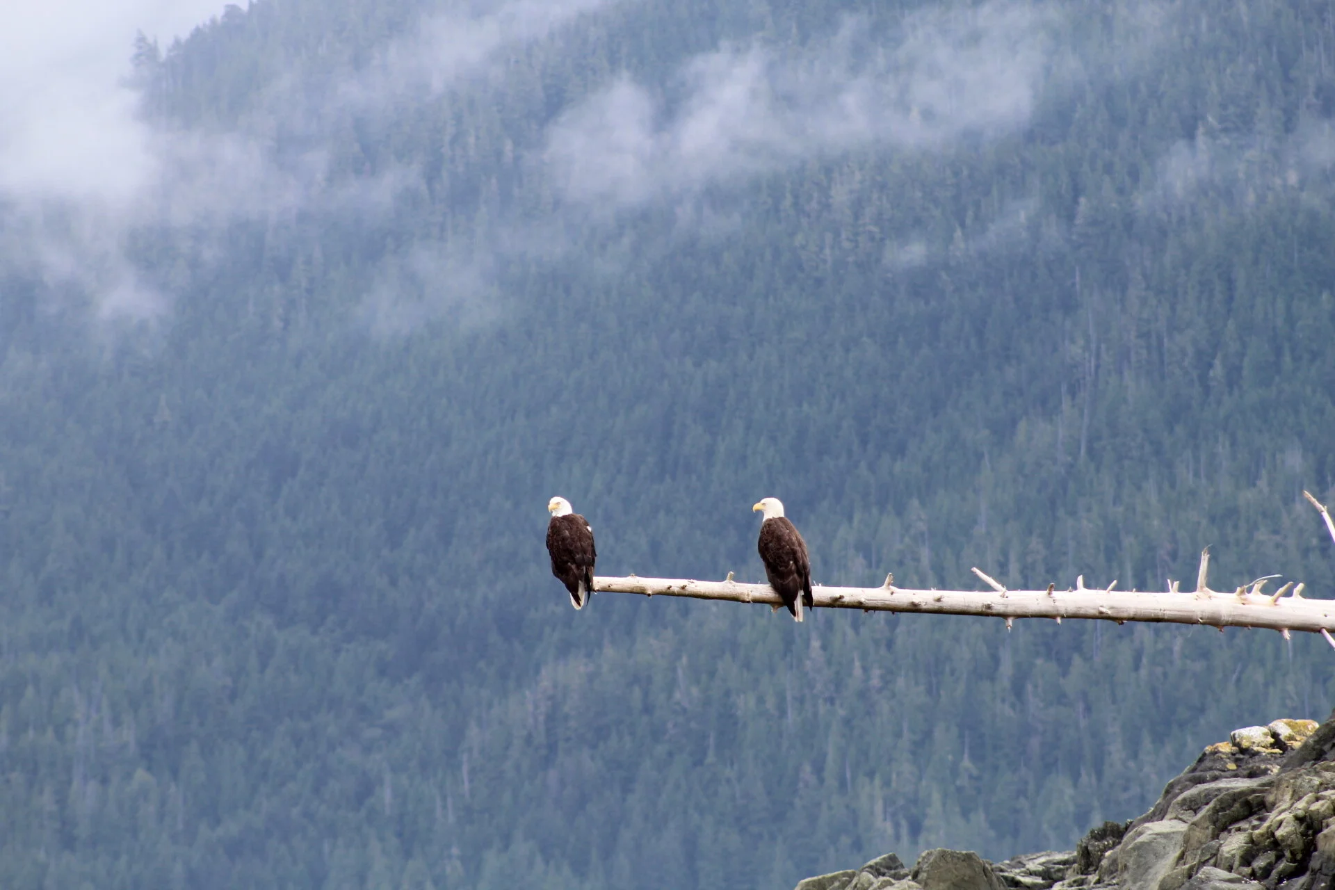 Whales, waterfowl and other natural wonders!