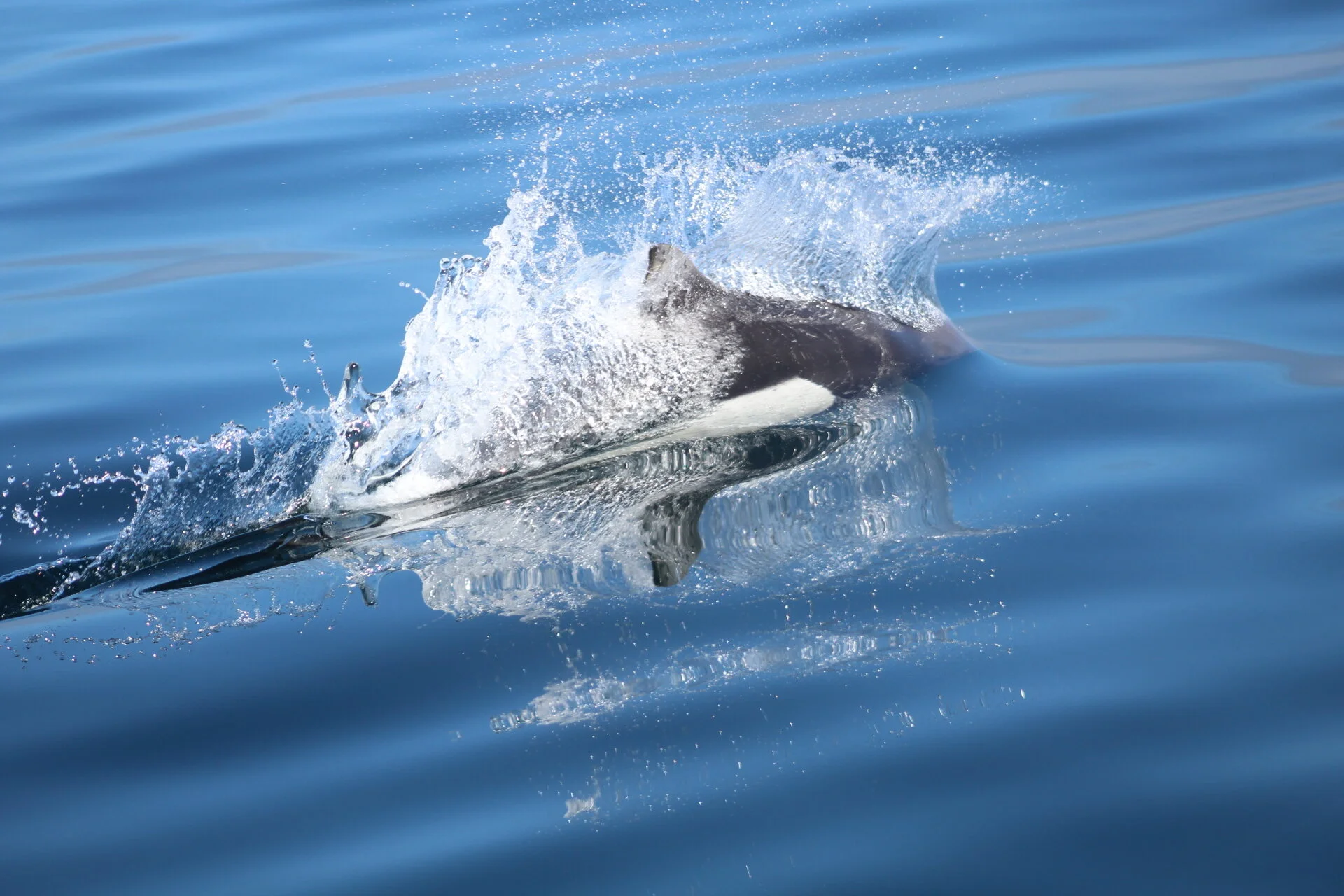 Calm Waters, Clear Skies &amp; Playful Porpoises
