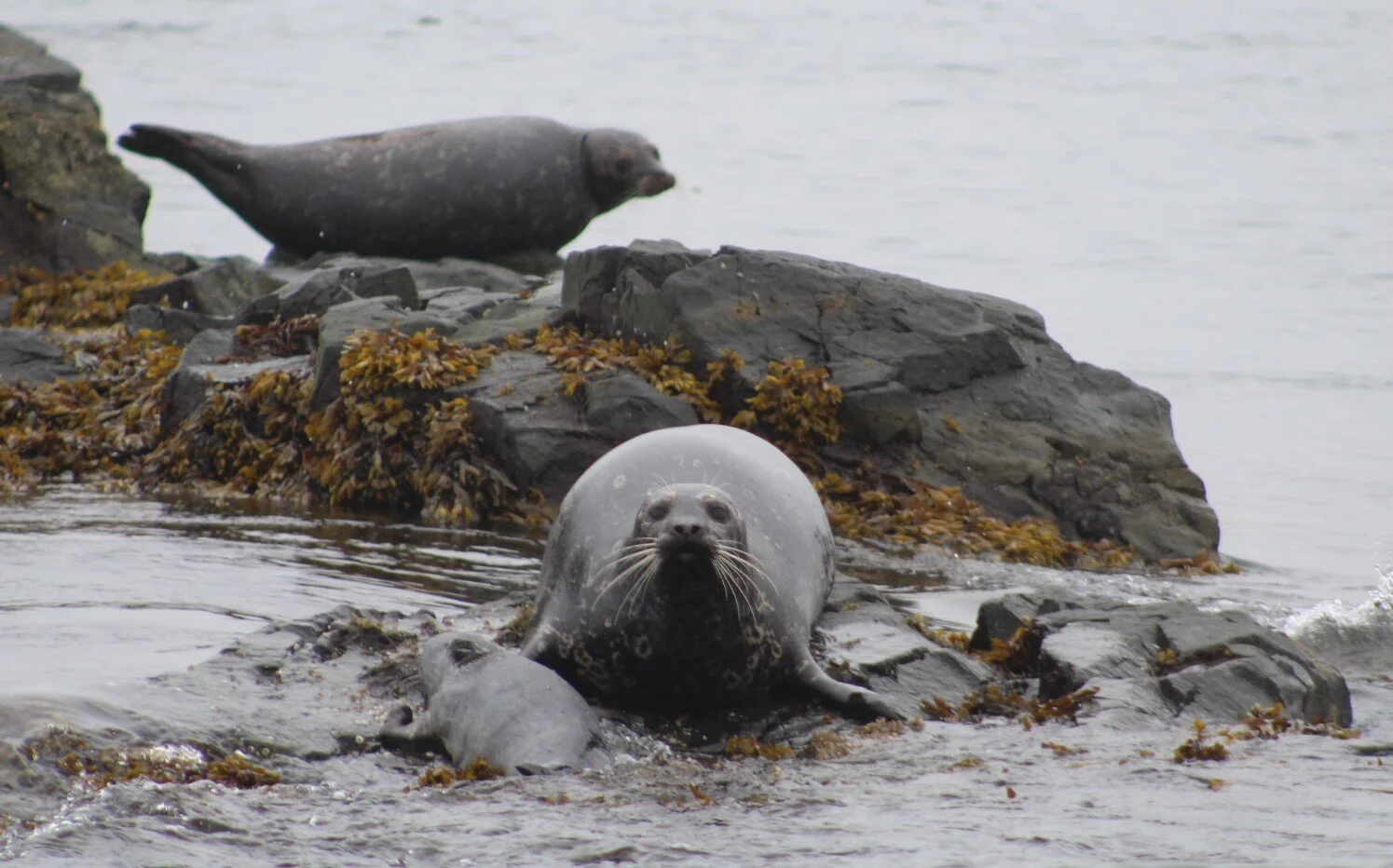 A Trifecta of Whales