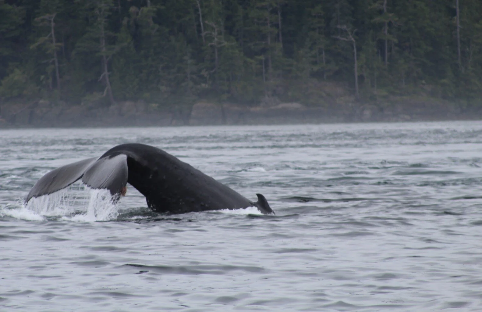 Rain Doesn't Keep the Whales Away! 