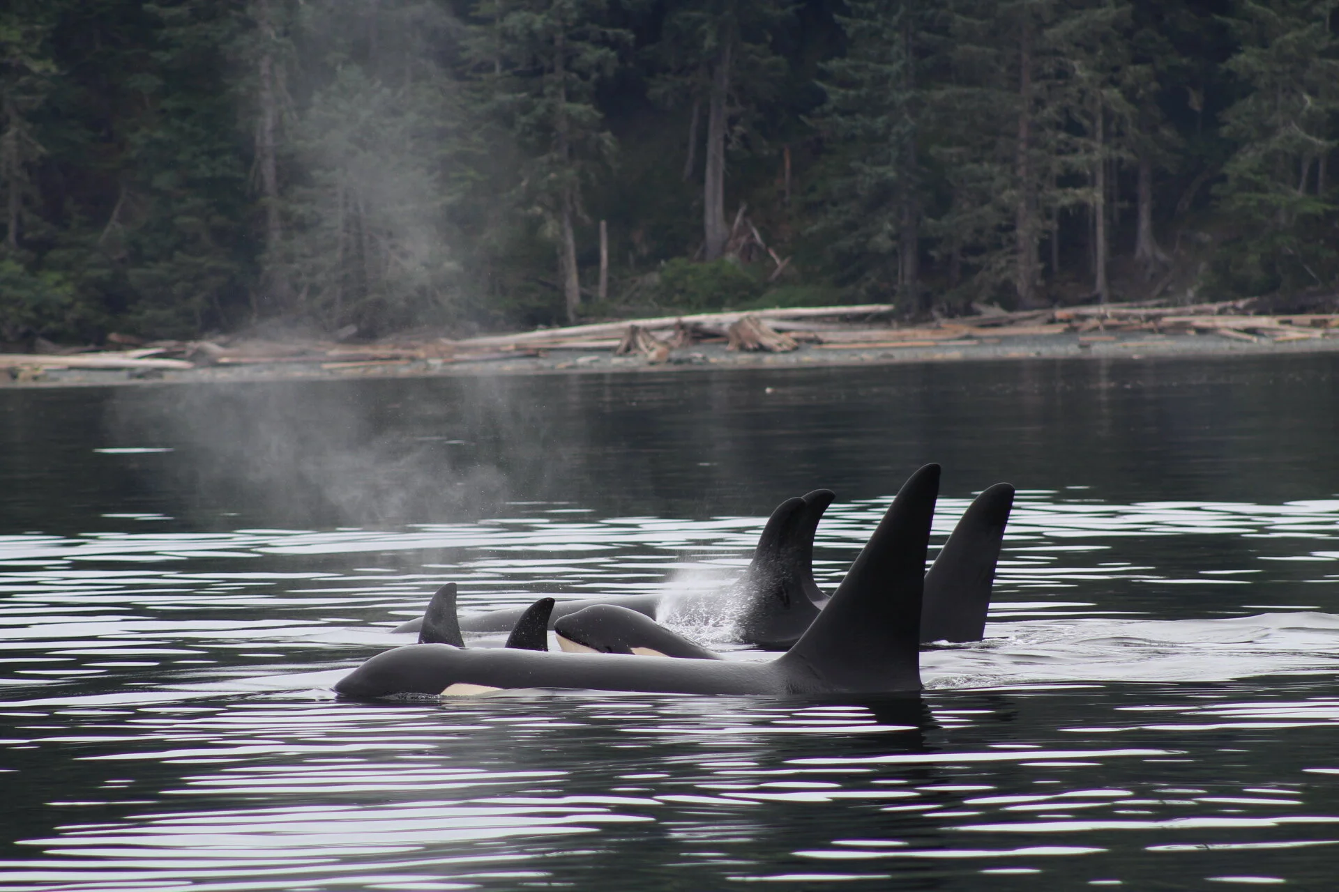 Orca Families, Playful Porpoises &amp; Humpbacks Everywhere!