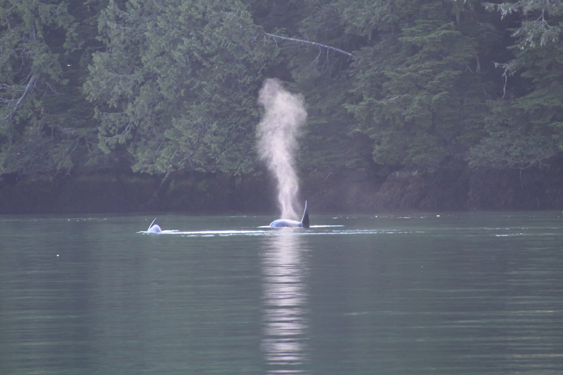 Wow! Transients and Residents all in an afternoon!