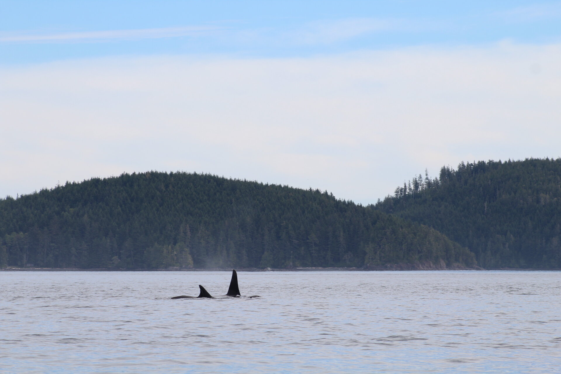 2Orca.JPG