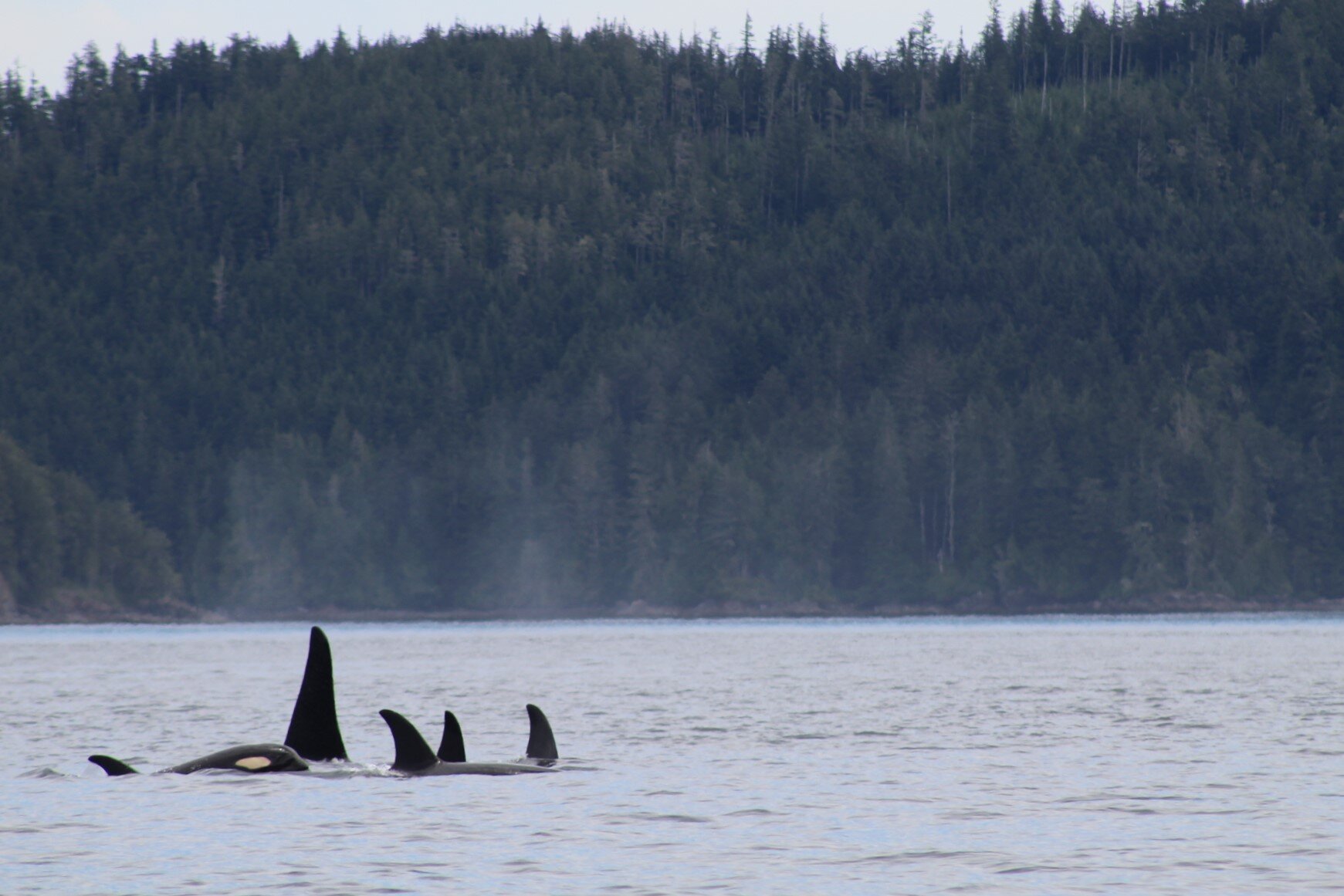 Amazing Humpback Breach!