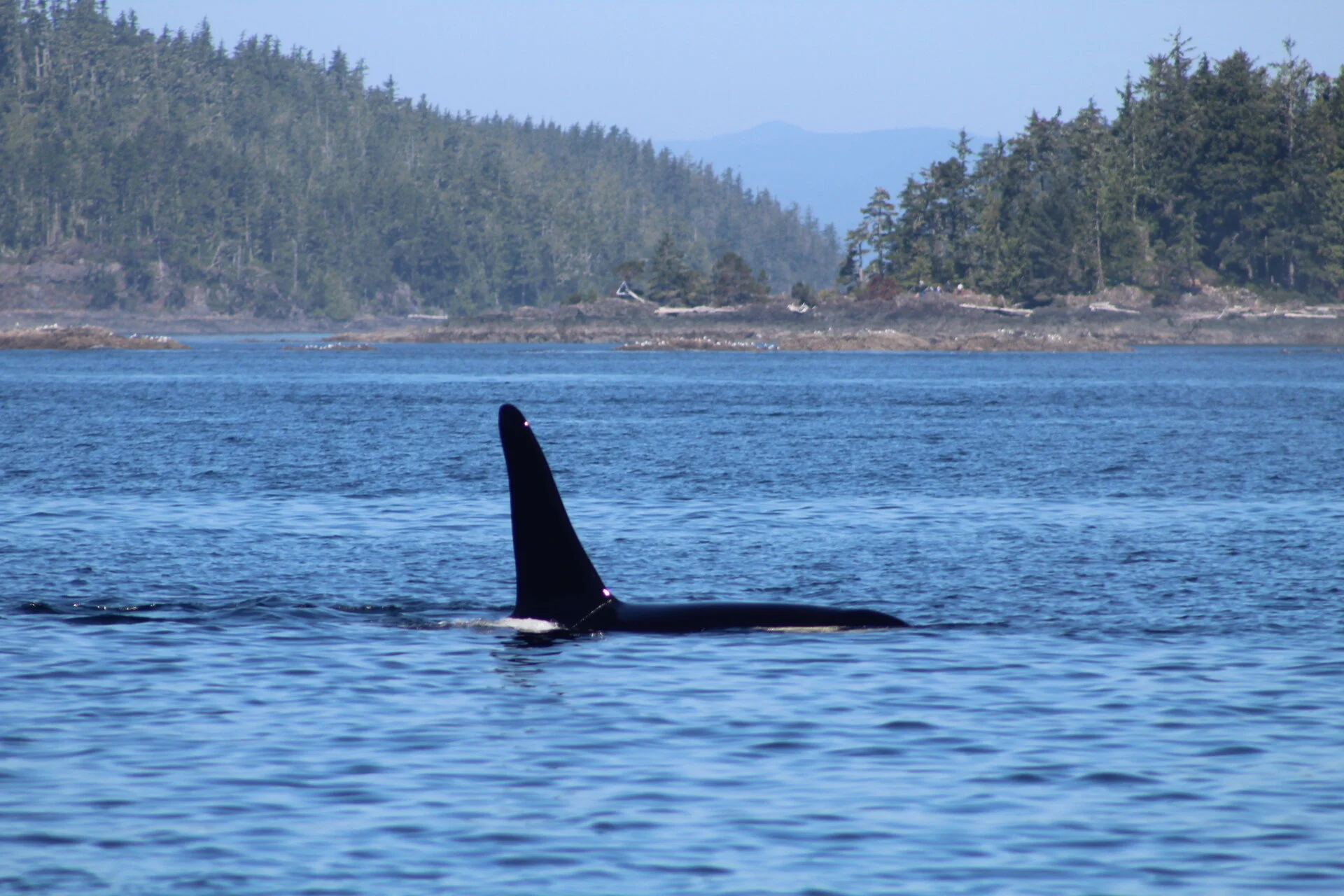 The Best Whale Show Yet!