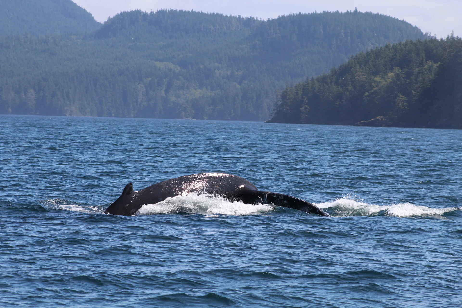 So Much Sea Life in One Place!