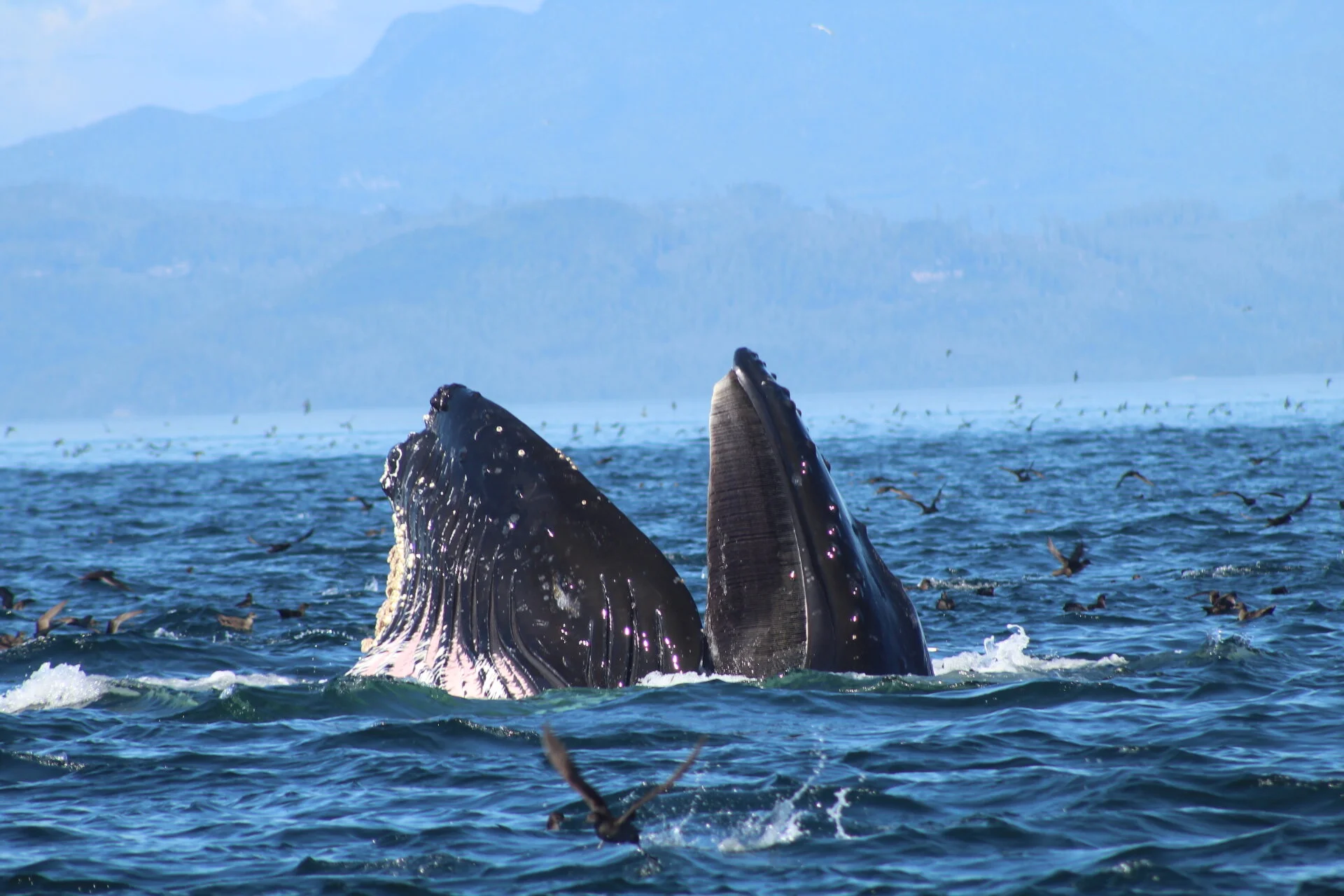 Happy Hour for the Whales!