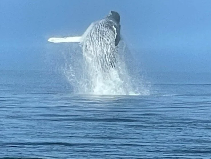 A Humpback Breach Makes for Exciting Day!