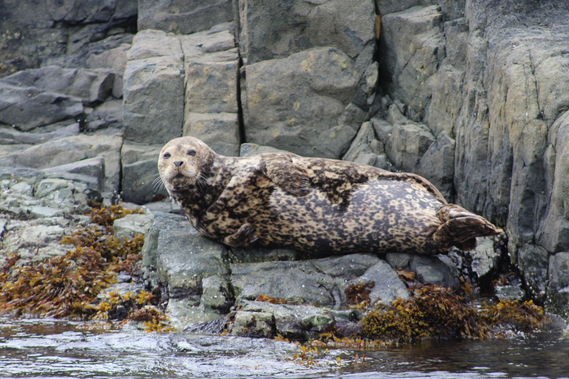 Thrilling Tour for First Time Whale Watchers