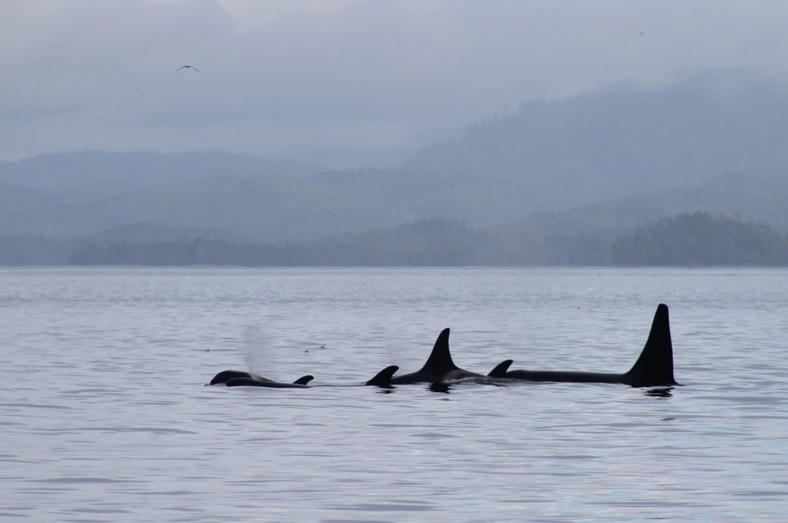 Wildlife Extravaganza