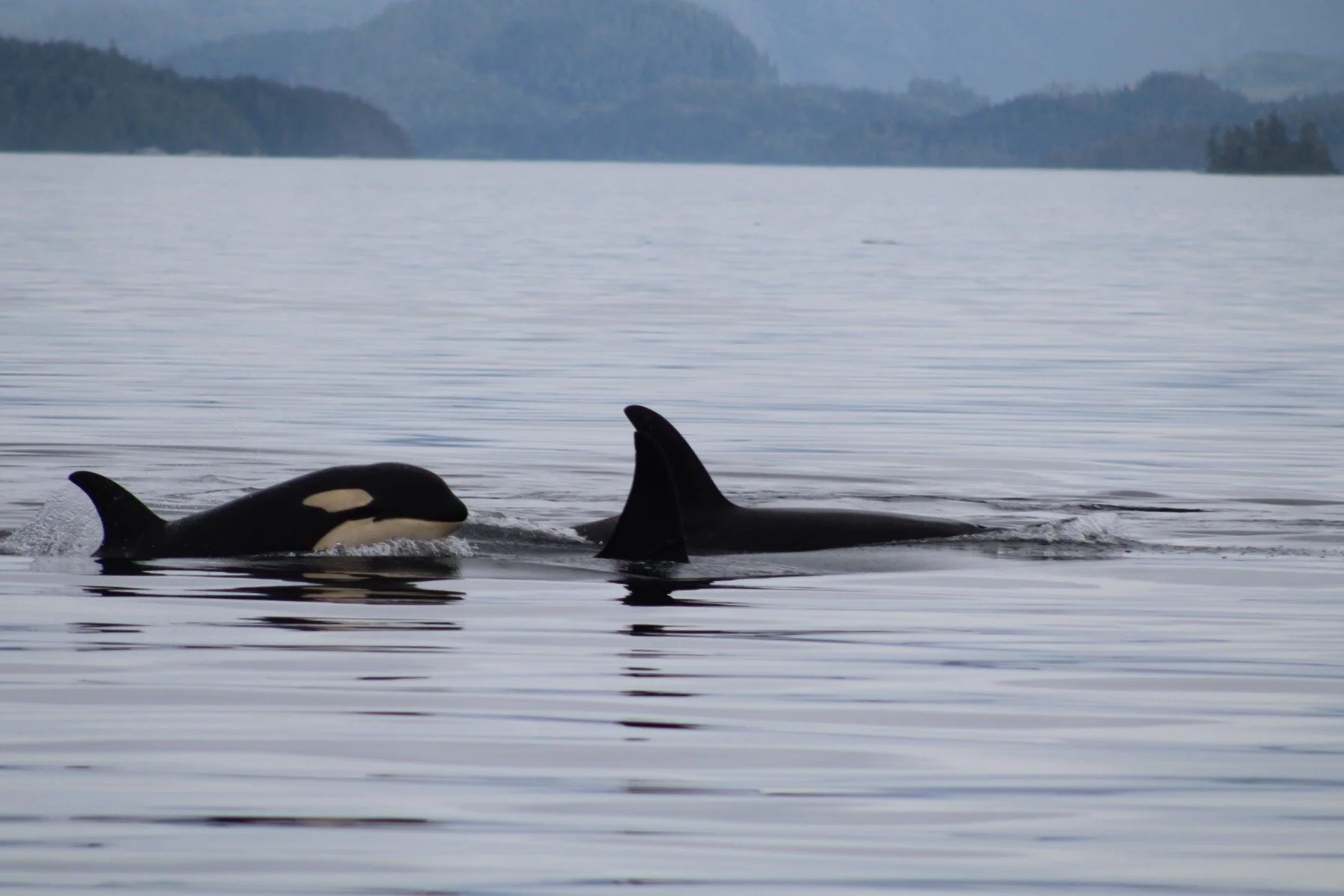The Pod of Orca at the End of the Rainbow!