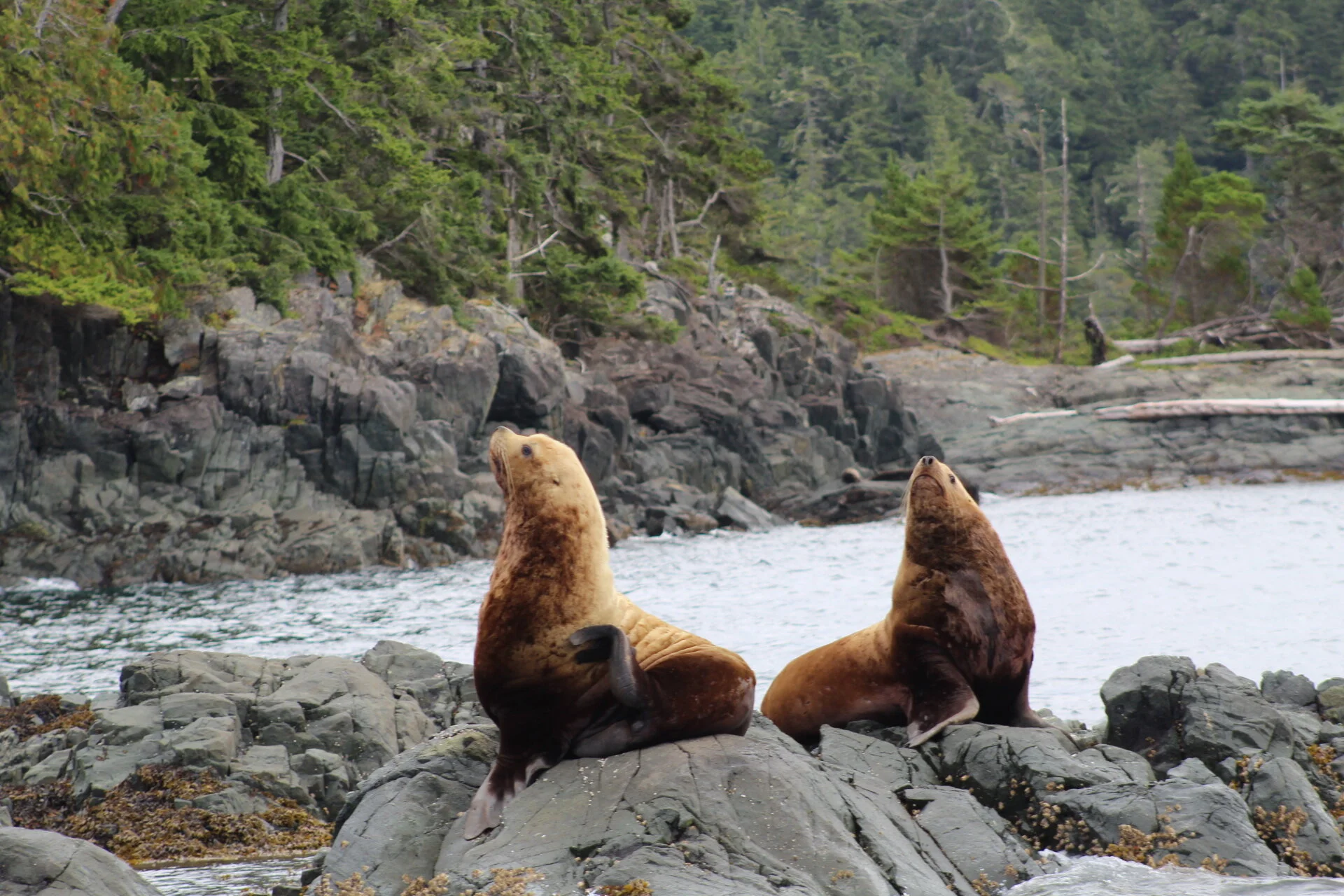 Sea Lions on the Rocks and Orca in the Passages!