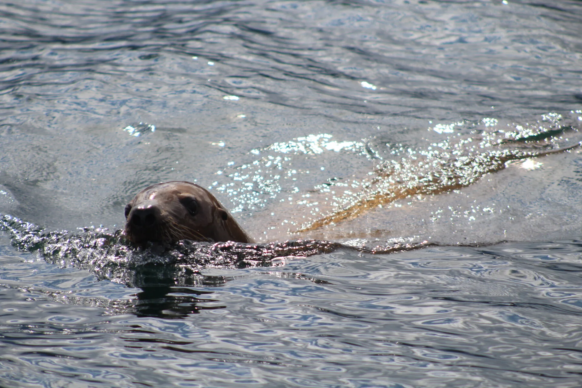 Calm, Beautiful Day for Whale Watching