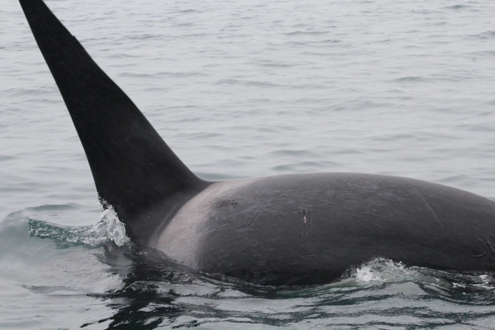 The Rain Doesn't Stop Them!