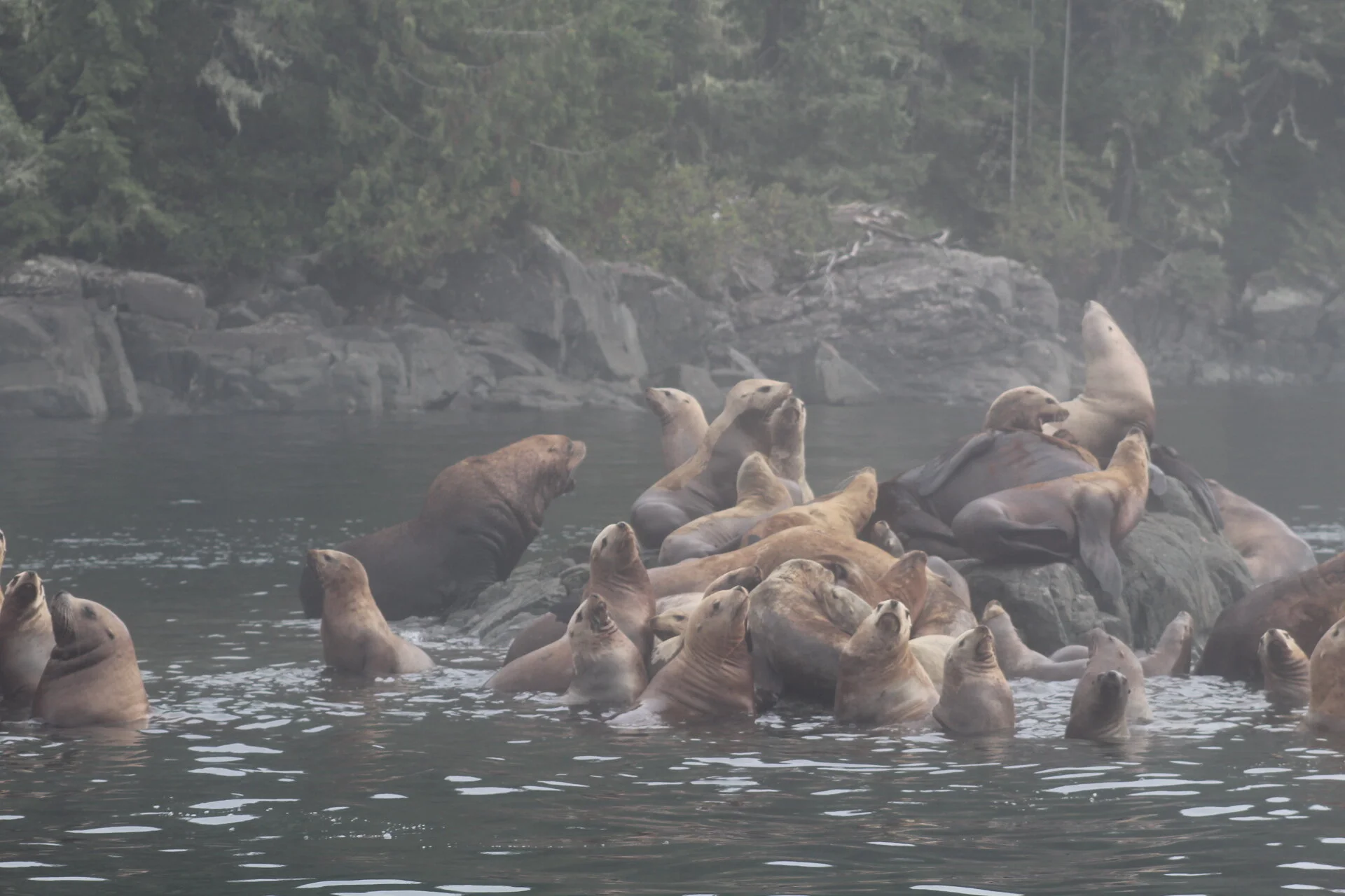 Stellar Sea Lions Everywhere!