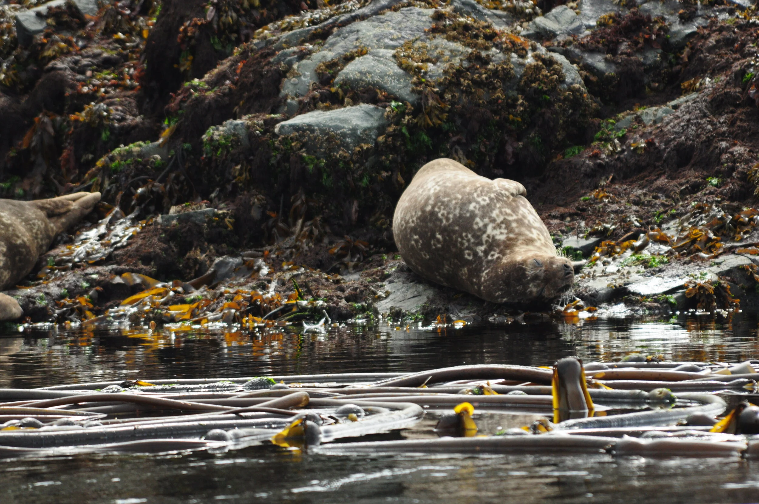 Exciting tour - lots of wildlife!