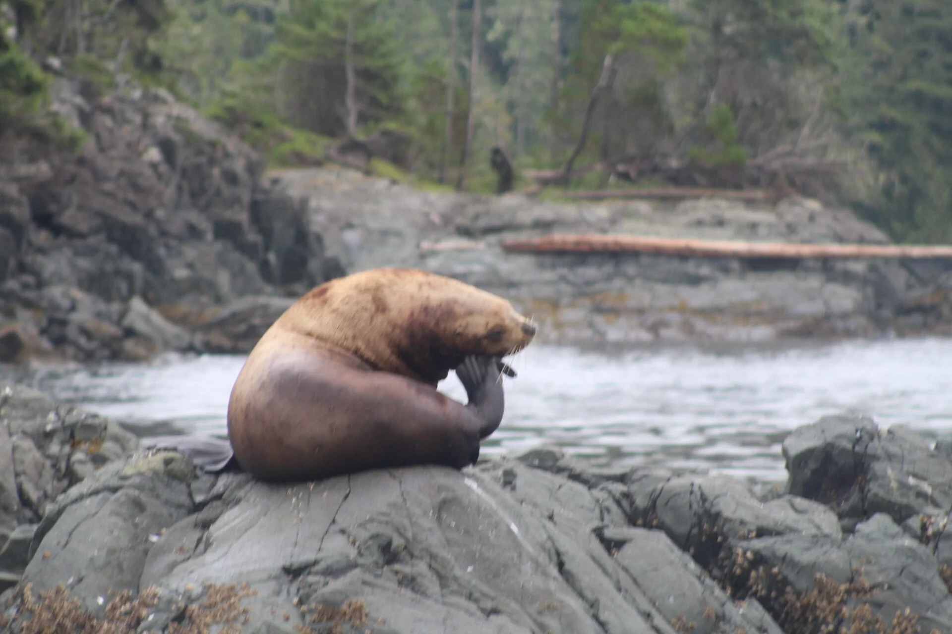 Humpbacks at our Doorstep